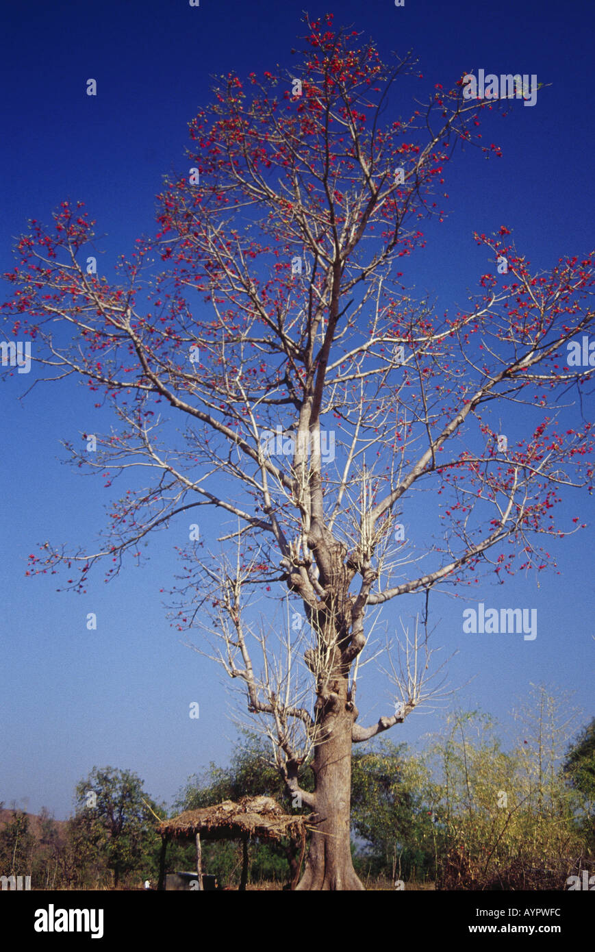 Red Silk Cotton Tree Bombax CRIBA L in Madhya Pradesh forests of Kanha National park wildlife