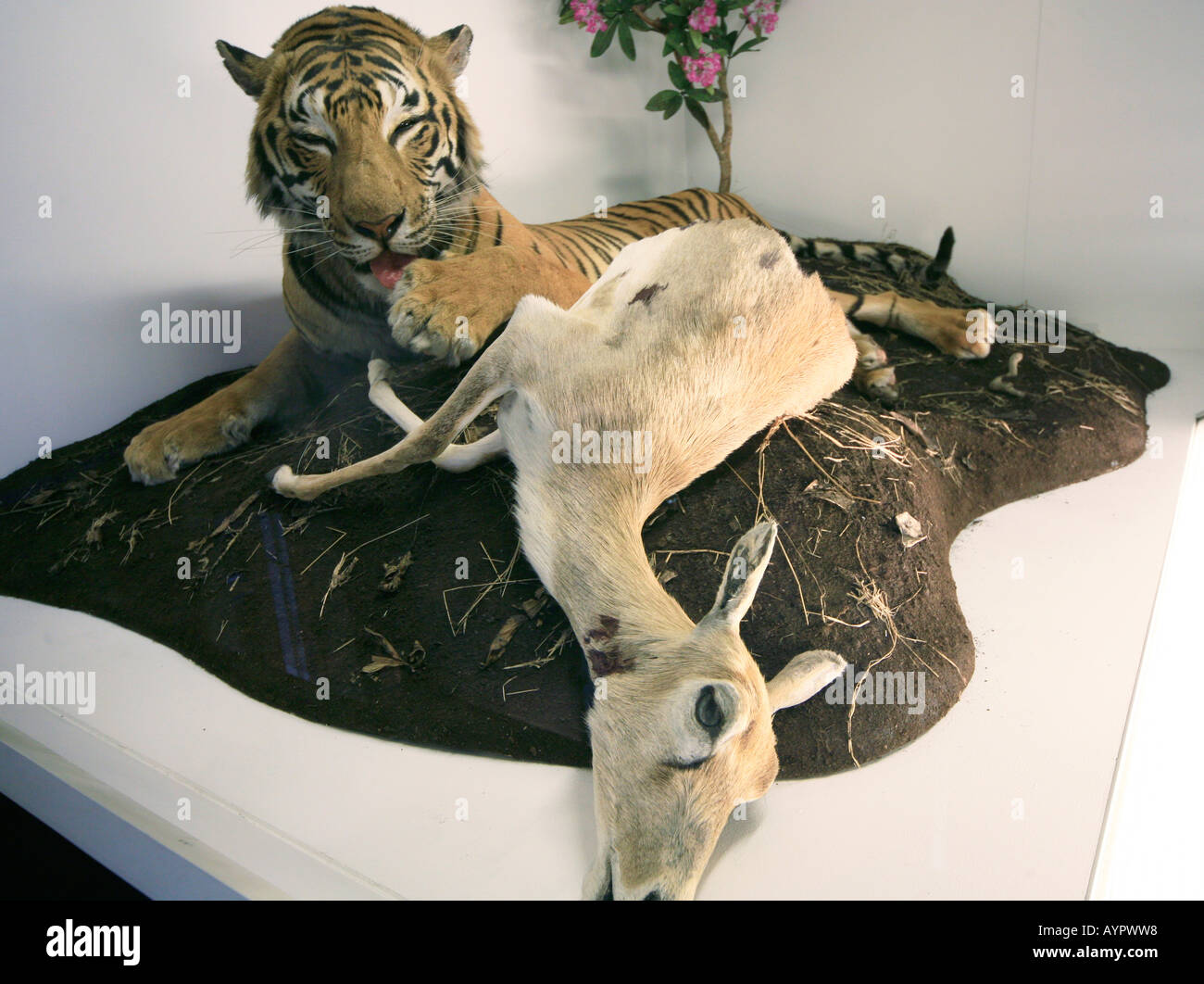 Display of tiger eating a deer British Natural History Museum, London Stock Photo