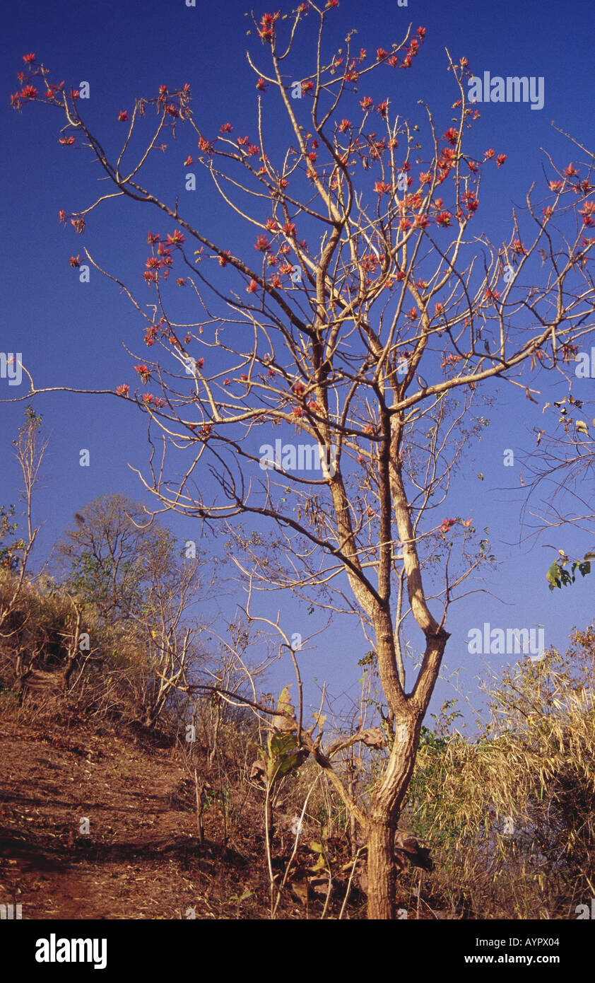 AJI74572 Tree Flame of the forest Butea Monosperma Madhya Pradesh India ...