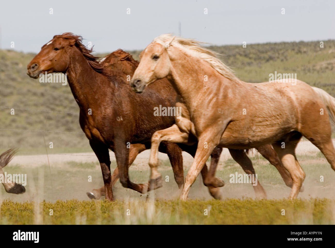 American quarterhorse hires stock photography and images Alamy