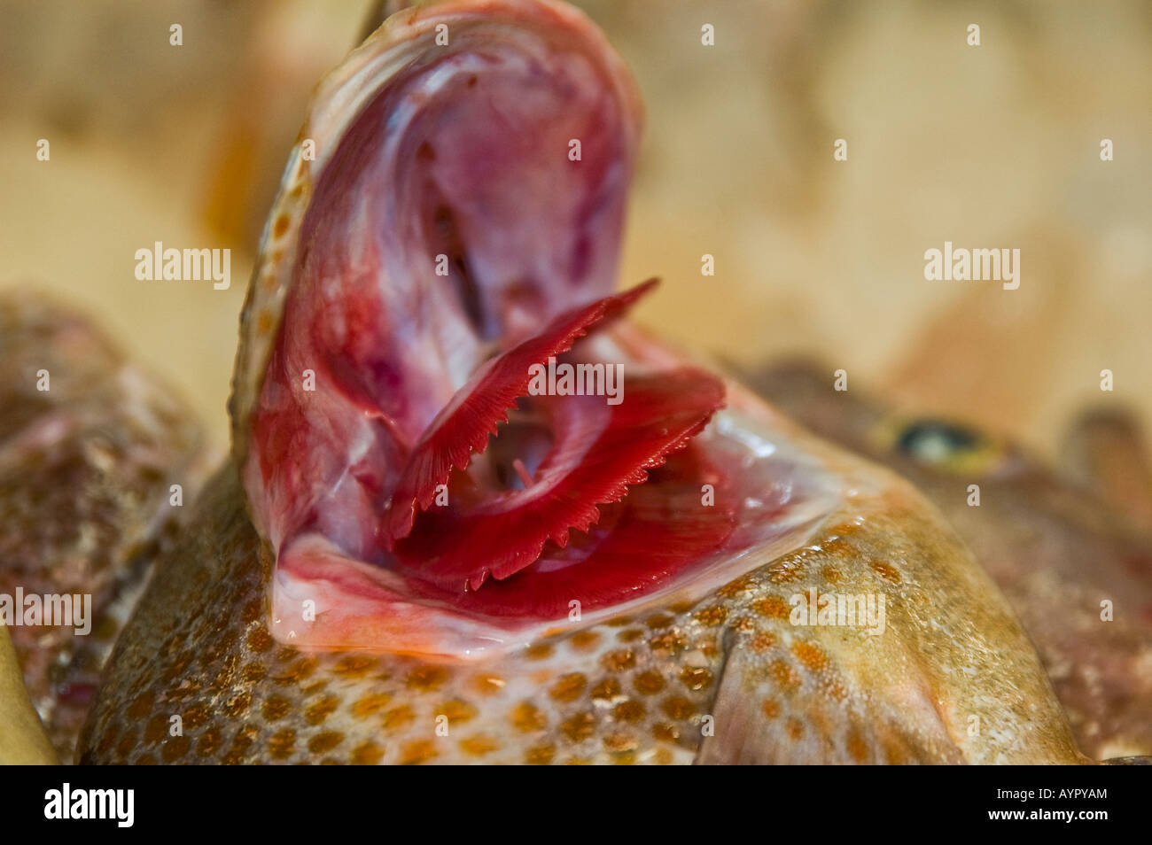 Opened fish gill Stock Photo