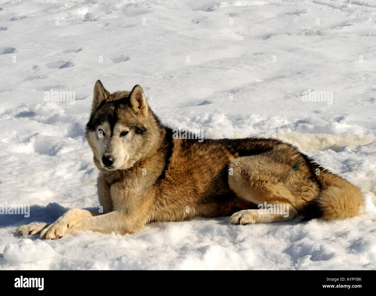 Greenland Dog laying in the snow Stock Photo