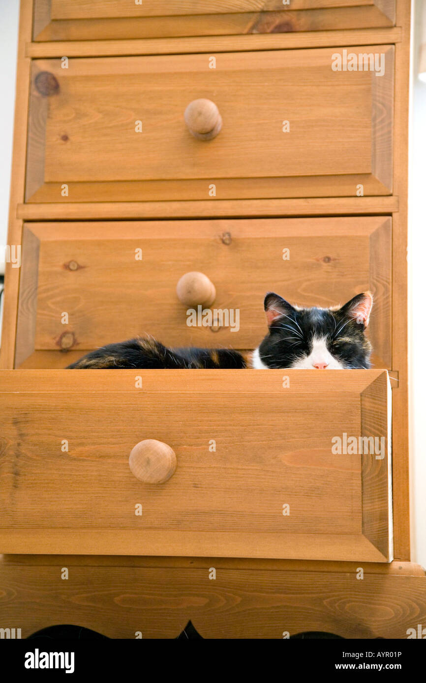 A CAT SLEEPING IN AN OPEN DRAWER IN THE BEDROOM Stock Photo Alamy