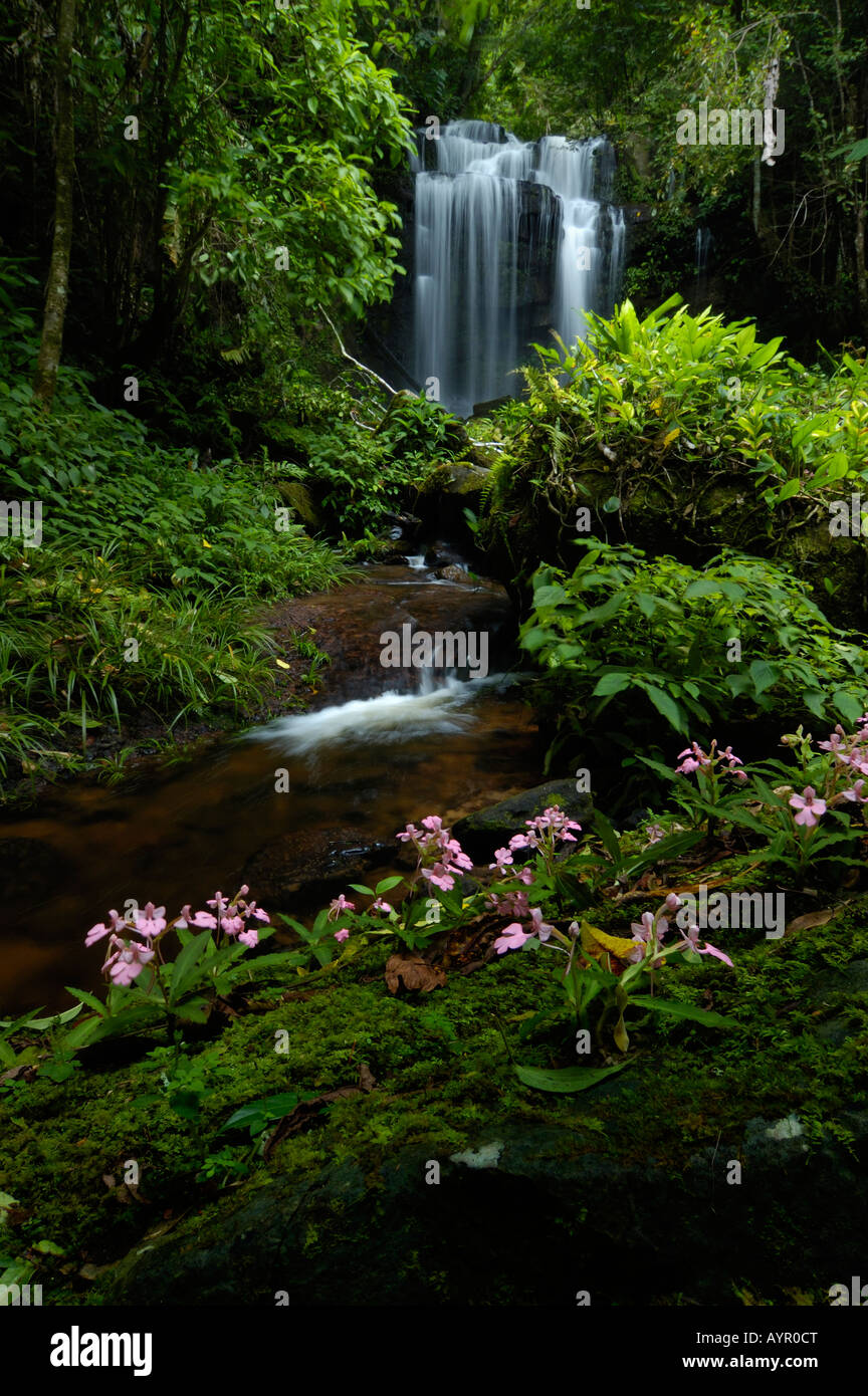 Wild orchid in front of a waterfall Stock Photo