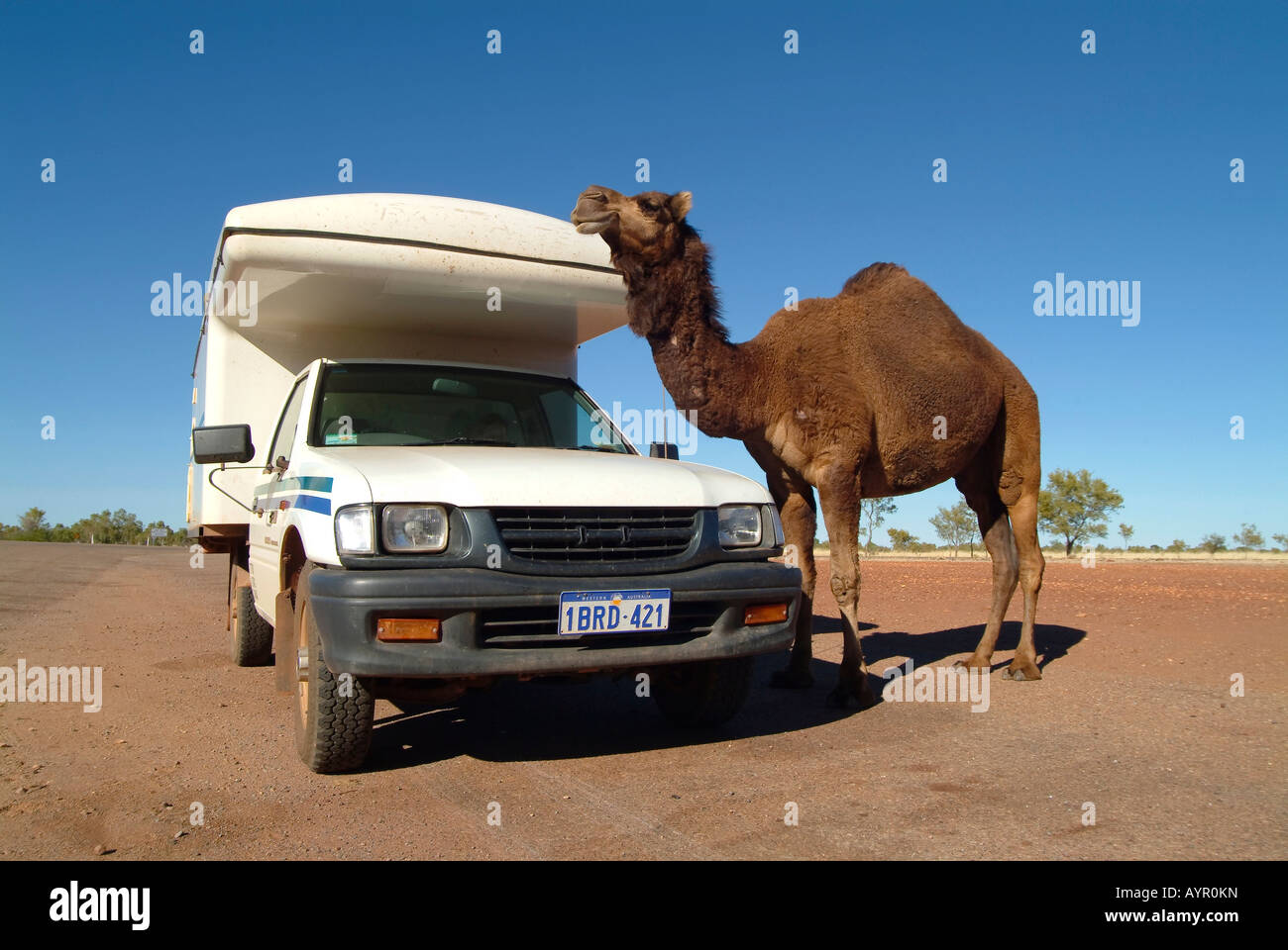 camel-standing-next-to-a-camper-rv-in-th