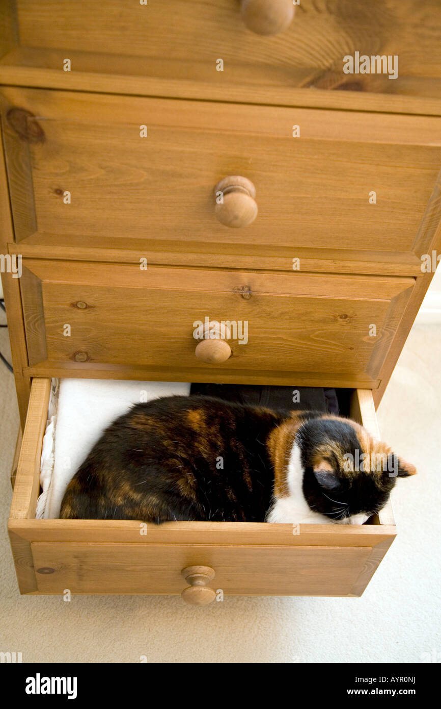A CAT SLEEPING IN AN OPEN DRAWER IN THE BEDROOM Stock Photo Alamy