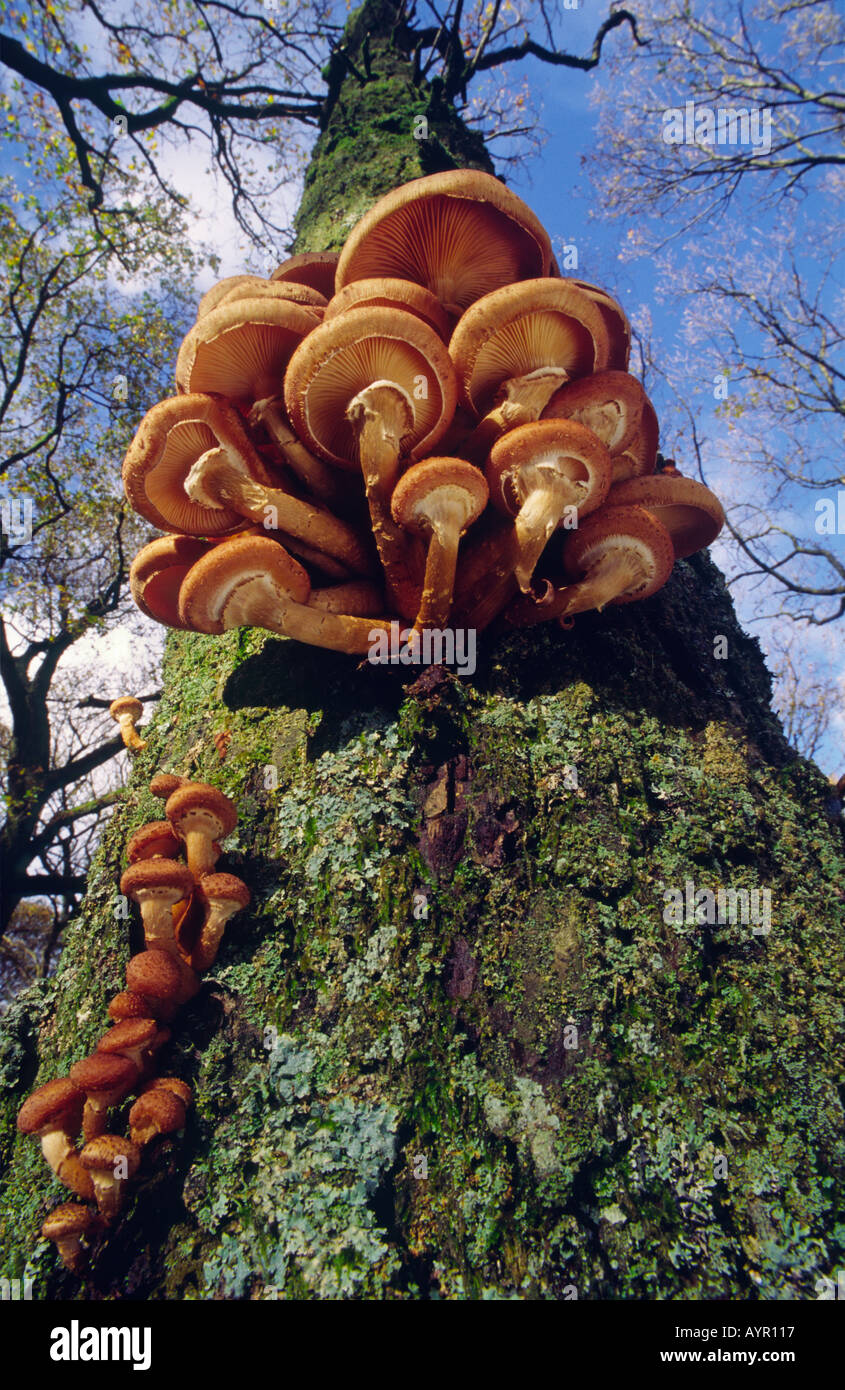 Honey fungus on oak tree Stock Photo Alamy