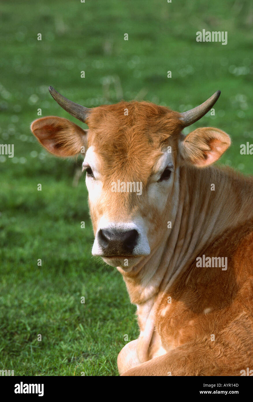 Jersey cow hi-res stock photography and images - Alamy
