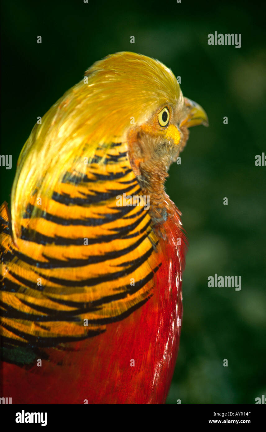 Ornamental pheasant hi-res stock photography and images - Alamy