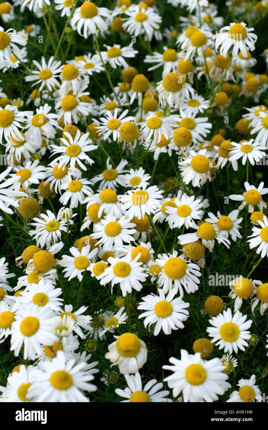 SCENTLESS MAYWEED TRIPLEUROSPERMUM INODORUM IS A COMMON ARABLE AND GARDEN WEED ON DISTURBED GROUND Stock Photo