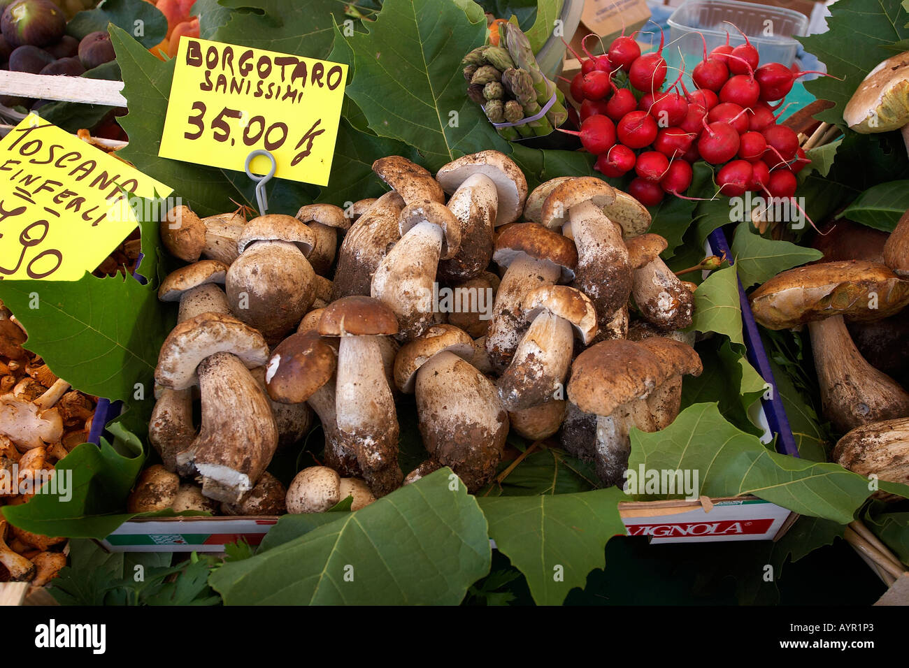 Il fungo porcino di mushrooms hires stock photography and
