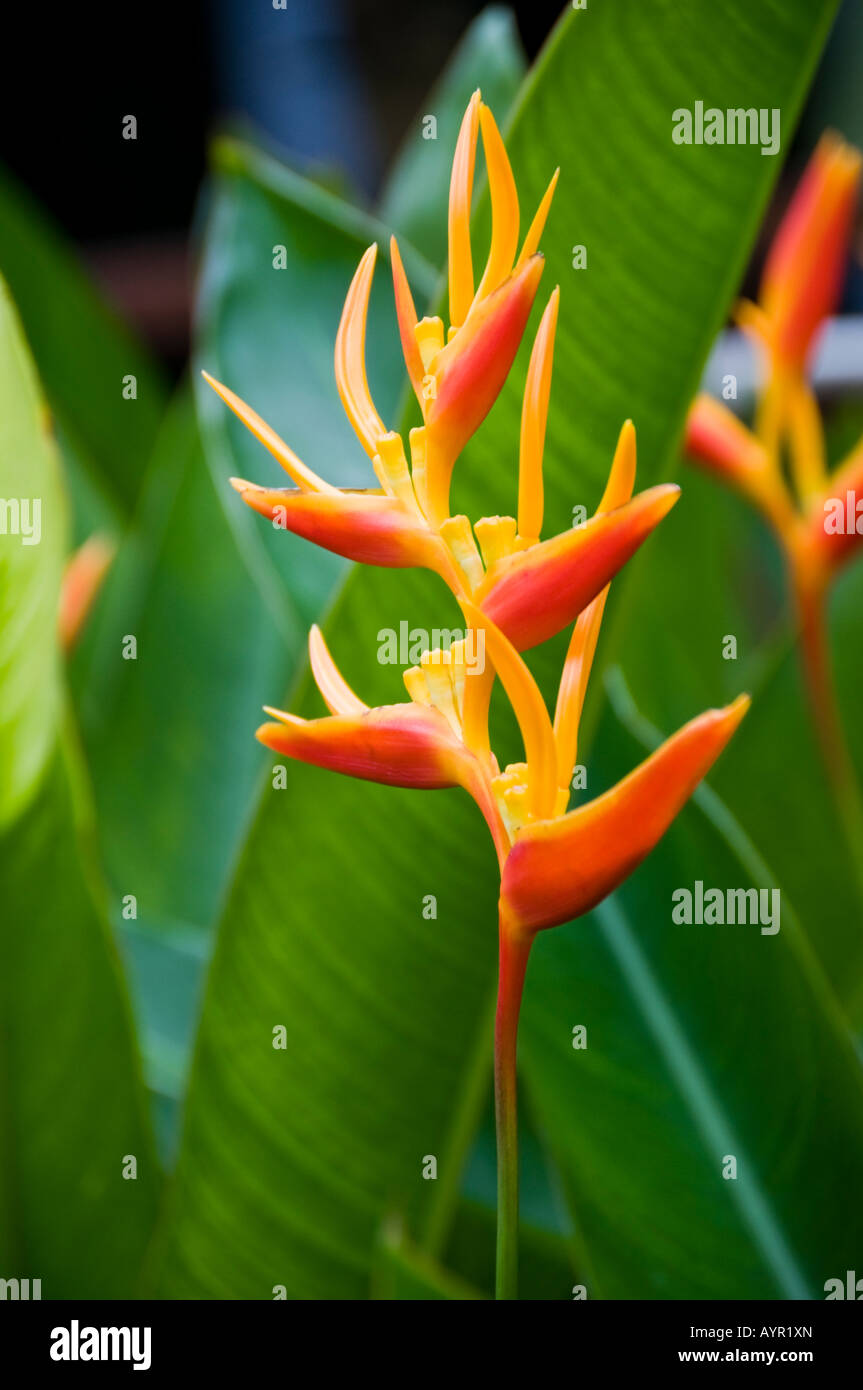 Tropical heliconia flower in bloom Stock Photo - Alamy