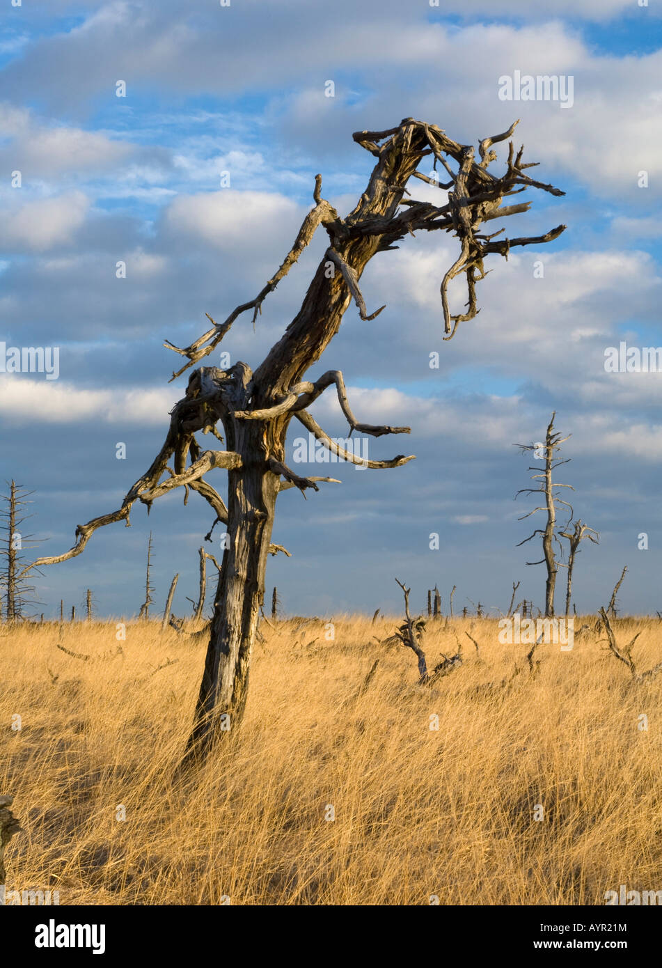 Dead tree, High Fens (Hautes Fagnes, Hohes Venn) moorland region, Belgium/Germany Stock Photo