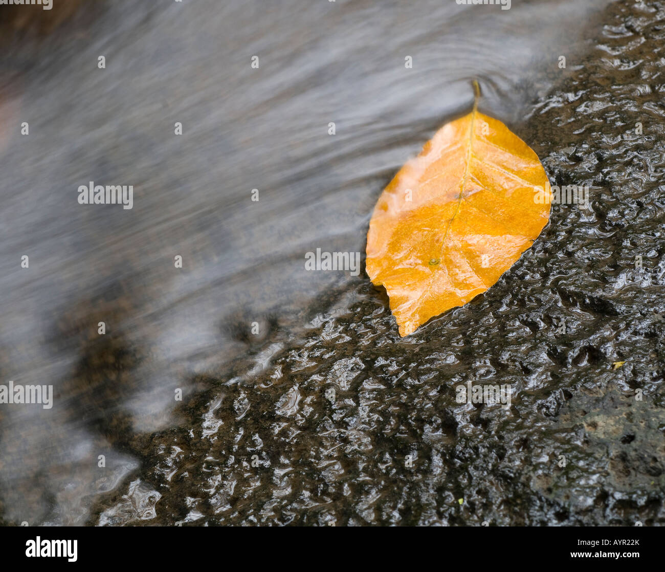 Leaf in a stream Stock Photo