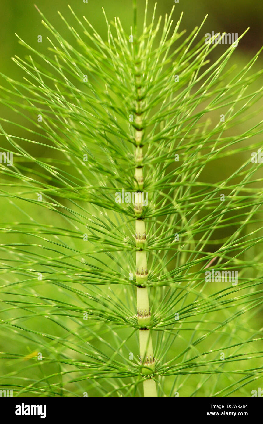 Close up of Field horsetail Equisetum arvense Stock Photo