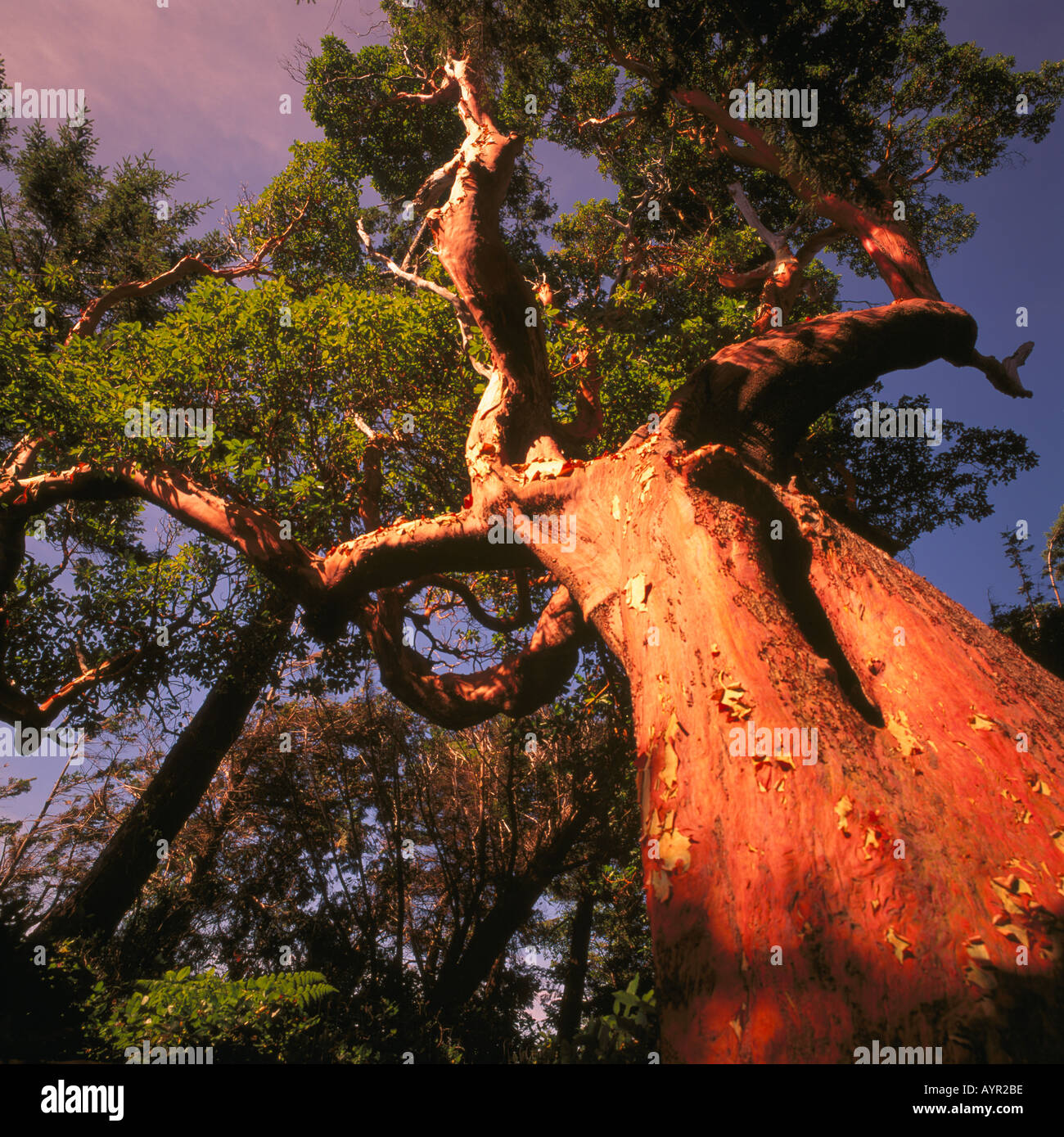 Largest Arbutus Tree (Arbutus menziesii) in British Columbia, Canada