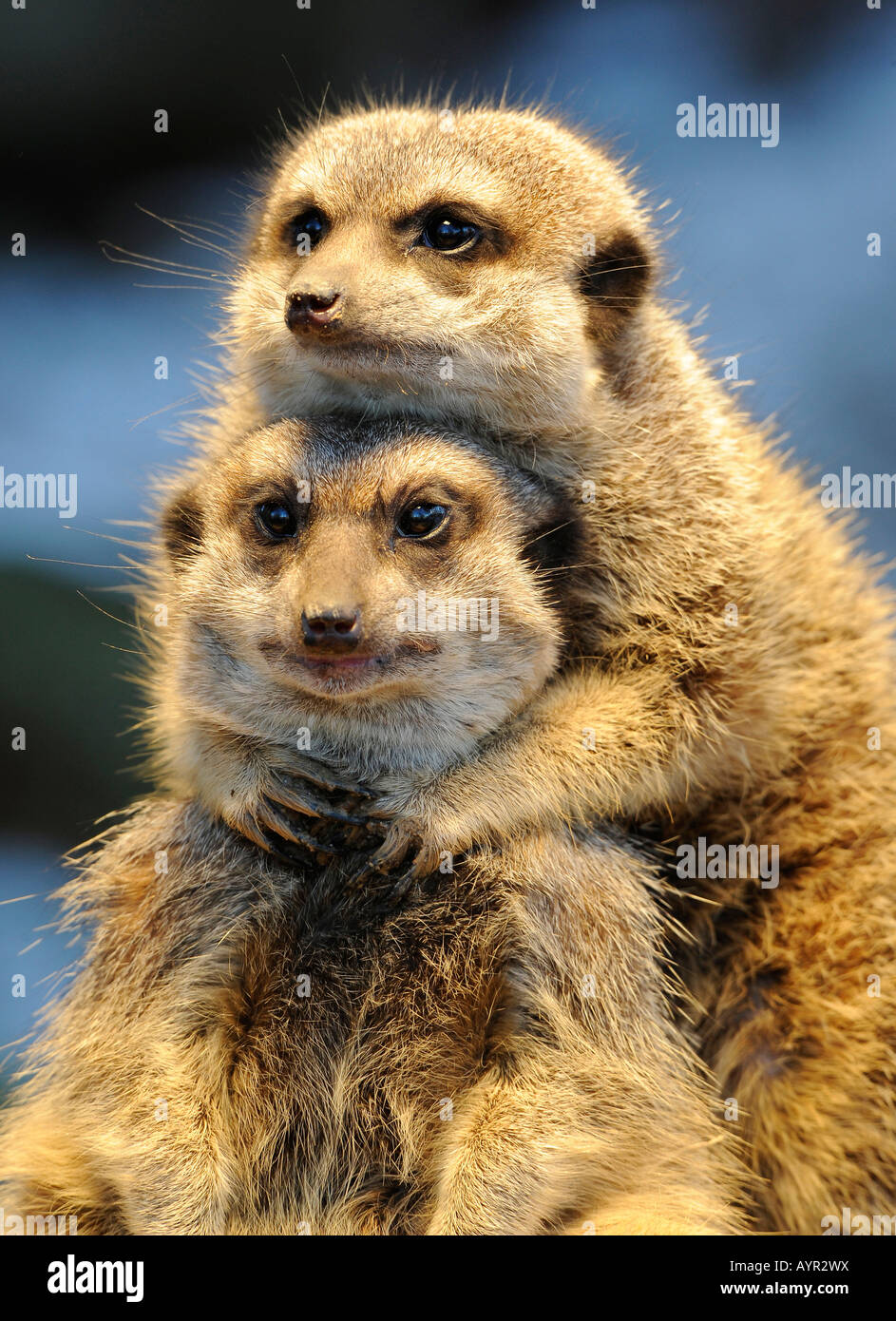 Meerkats or Suricates (Suricata suricatta) Stock Photo