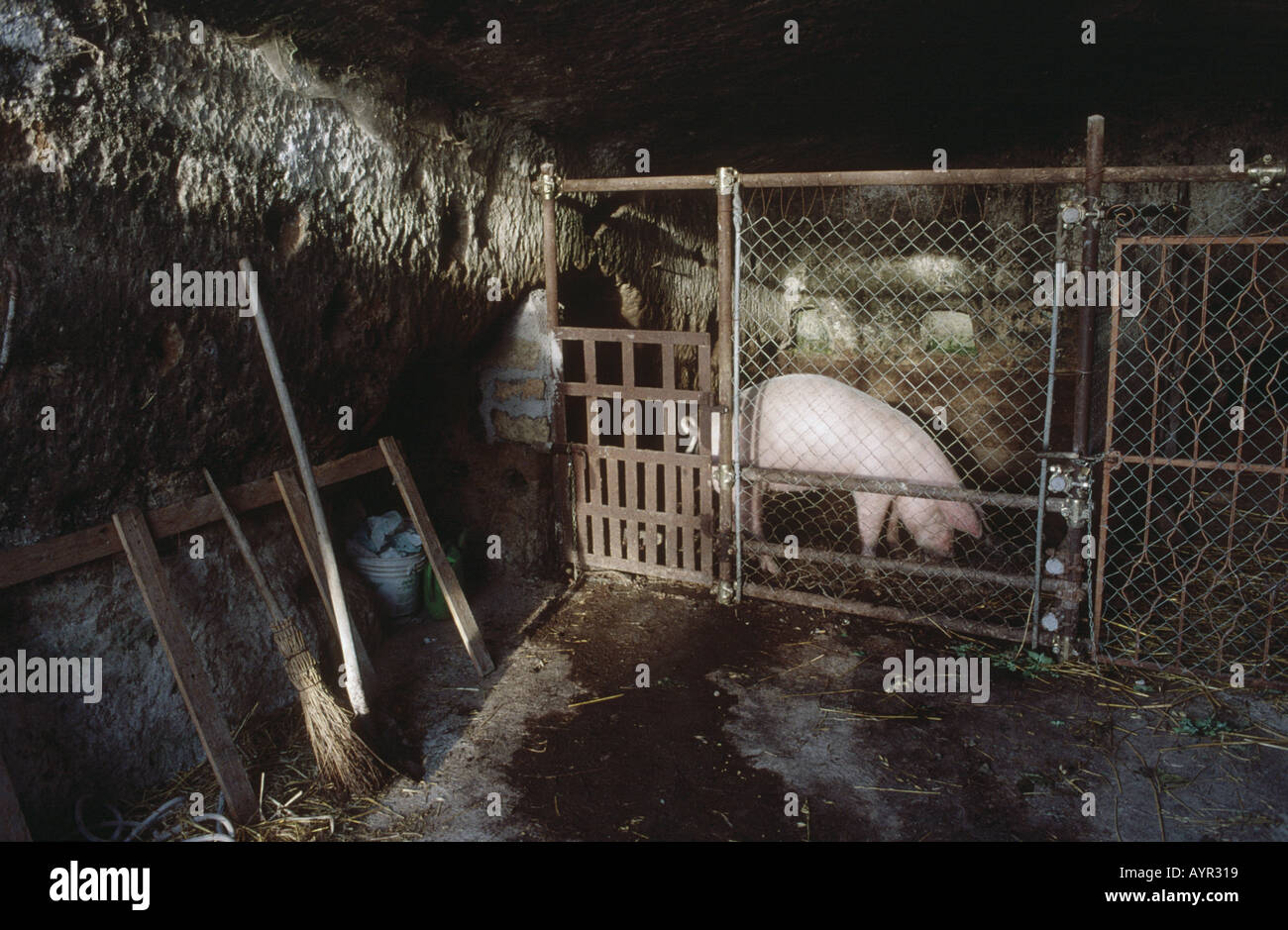 Cave tunnelled out of the rock makes a cosy home for a pig Civita di Bagnoreggio Lazio Italy  Stock Photo