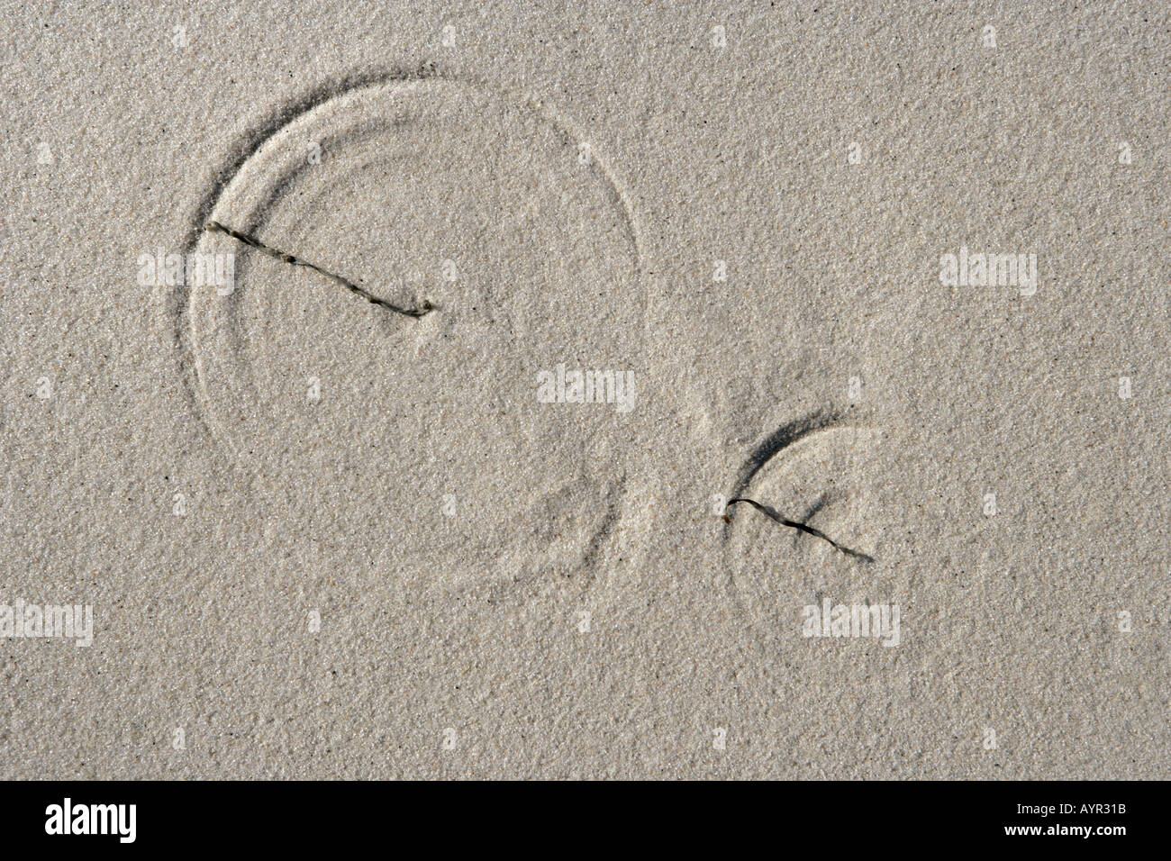 Bits of dried eel grass trapped by sand on a beach carve circles in the sand as they move in the breeze Stock Photo