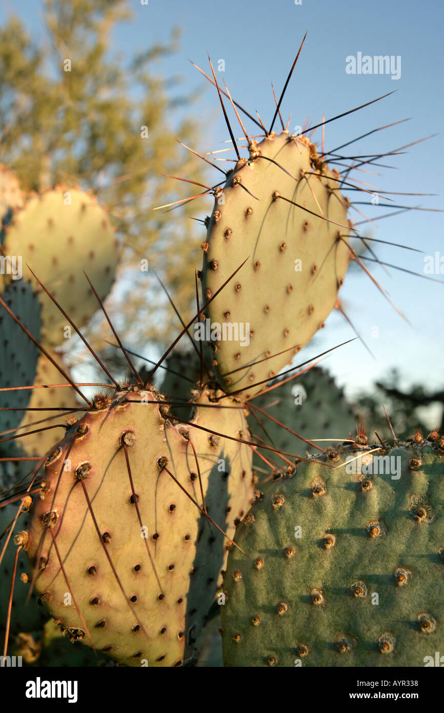 A close up of a long spined prickly pear cactus in southern Arizona Stock Photo