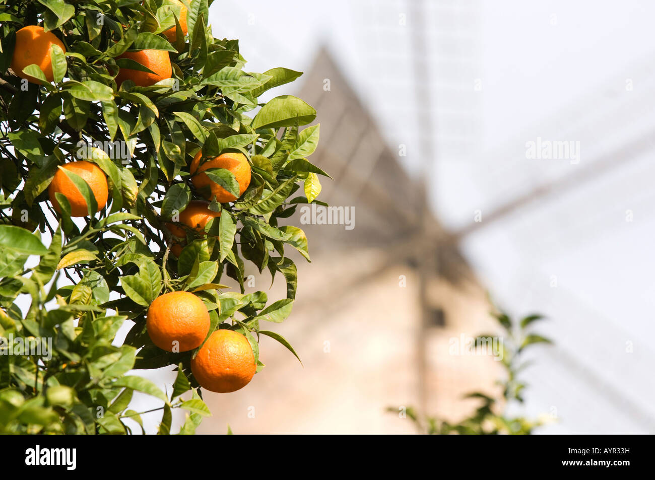 Orange trees mallorca hires stock photography and images Alamy