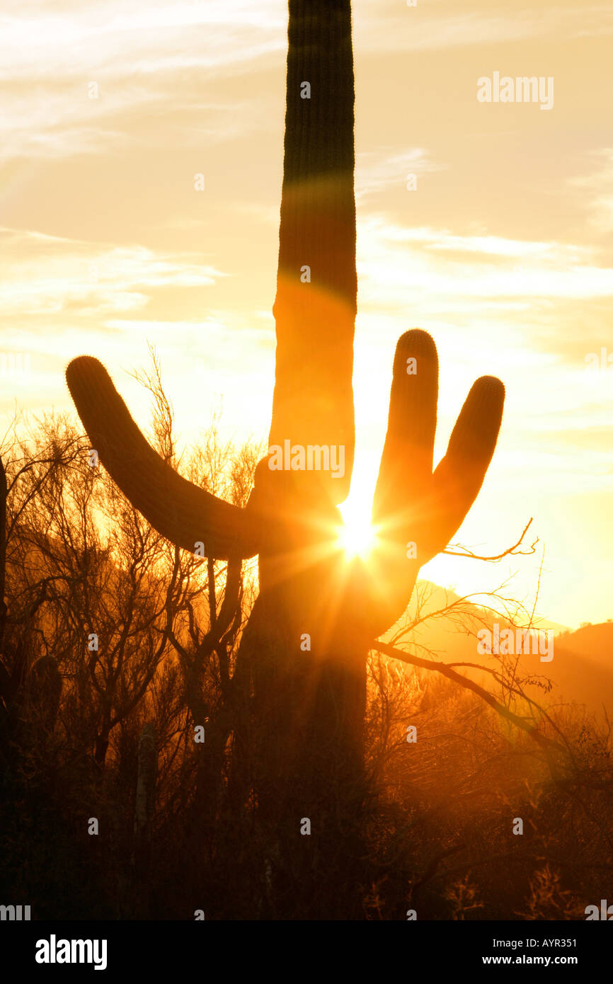 Saguaro Cactus Sunset Sonoran Desert High Resolution Stock Photography ...