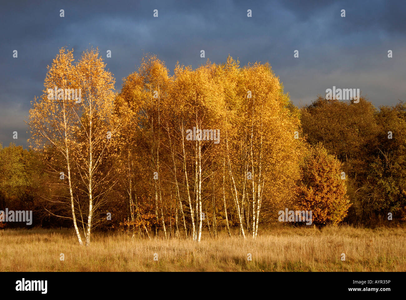 Dark thunderclouds looming over birch trees (Betula) in autumn, Karower Teiche Nature Reserve, Berlin, Germany Stock Photo