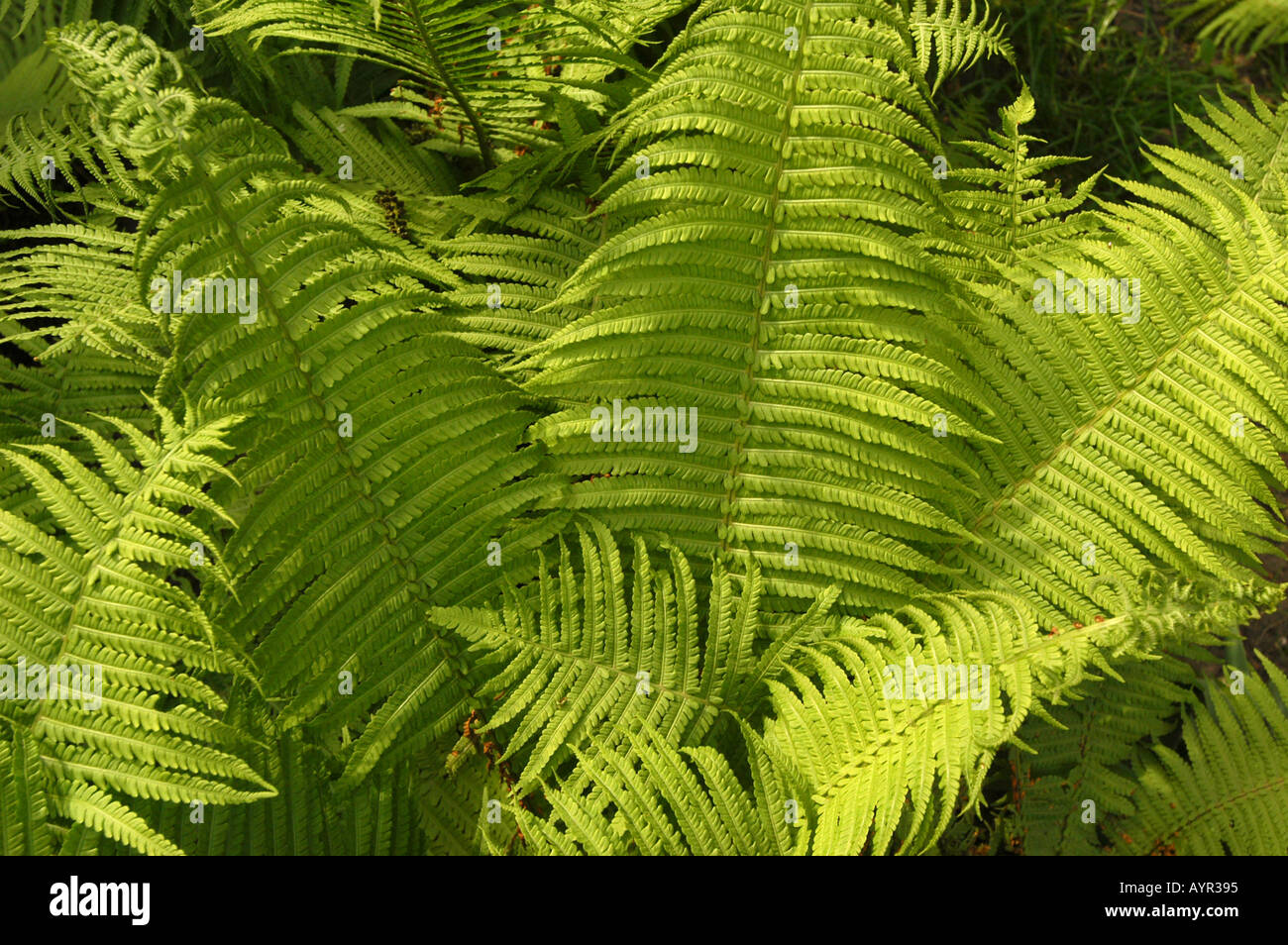Lush green vibrant plant growth patterns hi-res stock photography and ...