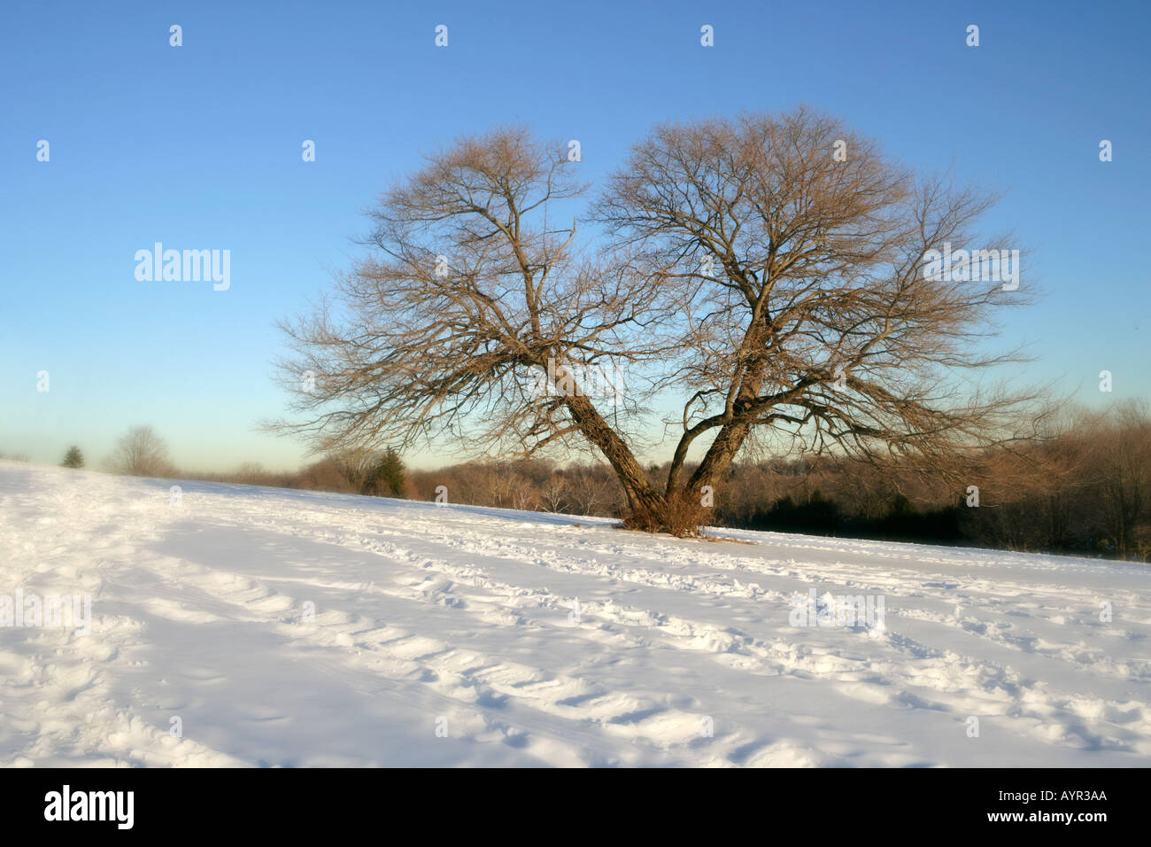 A tree on a snowy hillside Stock Photo