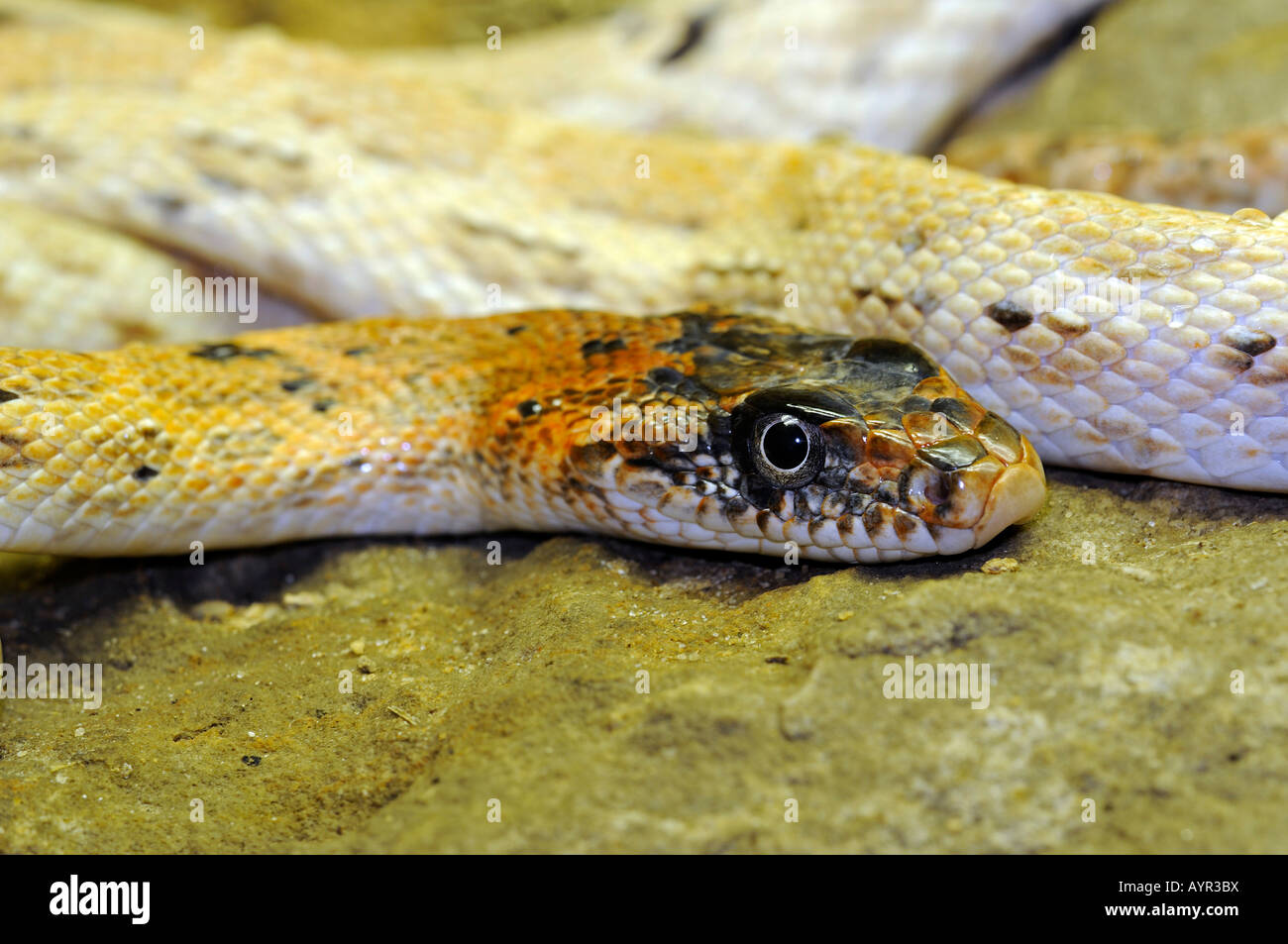 Diadem Snake (Spalerosophis diadema) Stock Photo