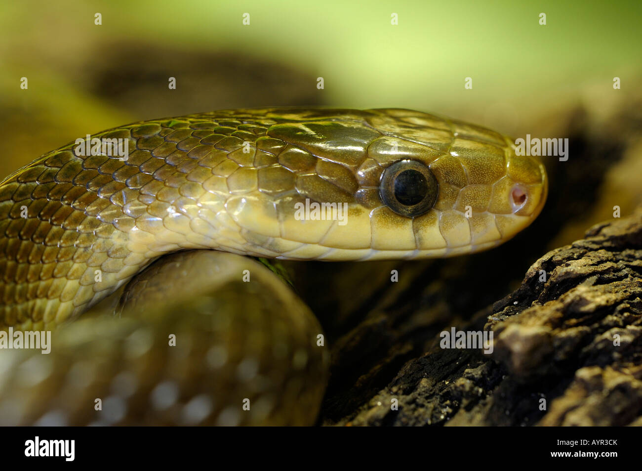 Aesculapian Snake (Elaphe longissima, Zamenis longissimus) Stock Photo