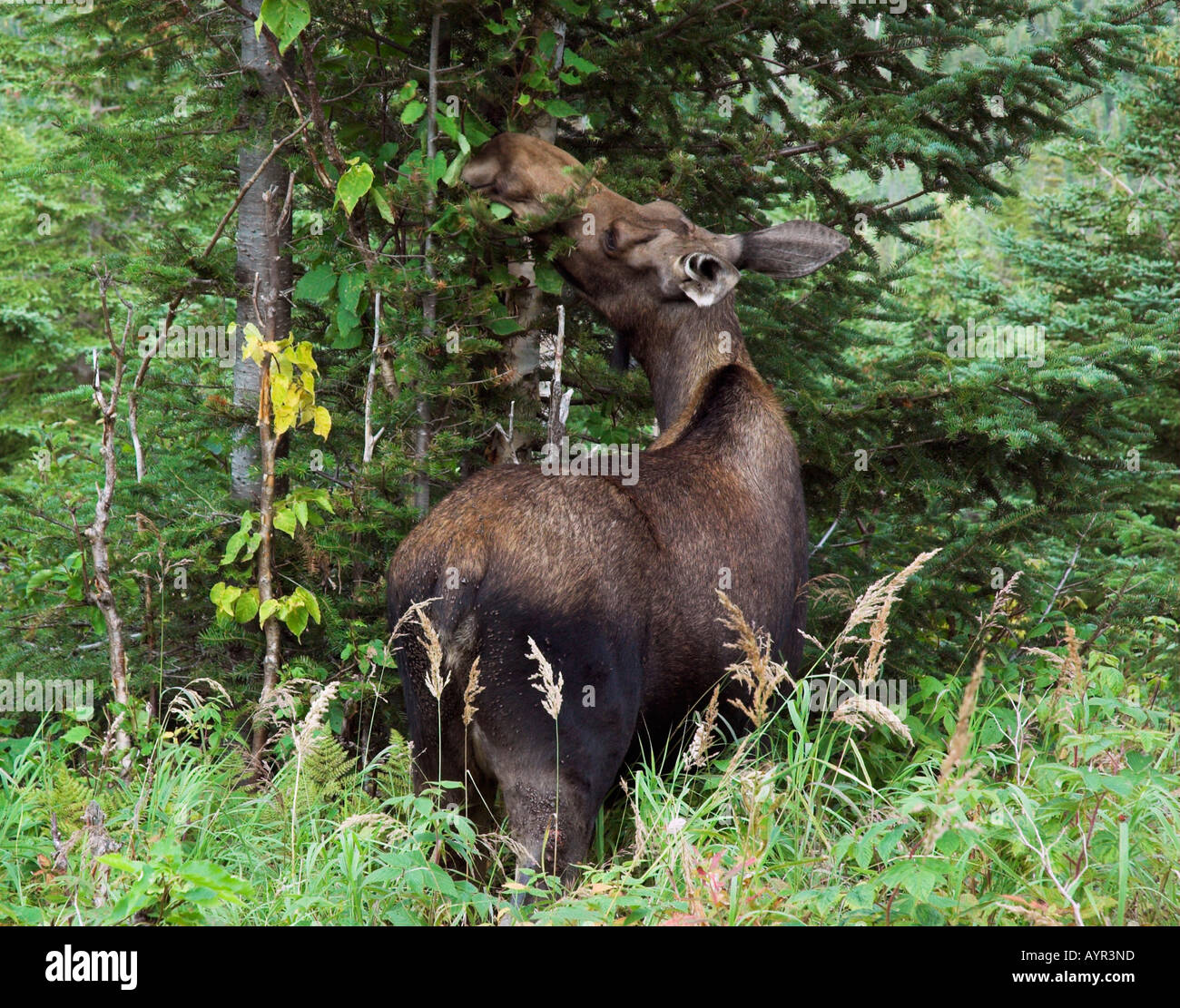 A moose eating leaves in Gaspesie National Park, Quebec Stock Photo