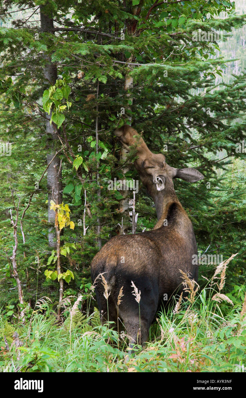 A moose eating leaves in Gaspesie National Park, Quebec Stock Photo