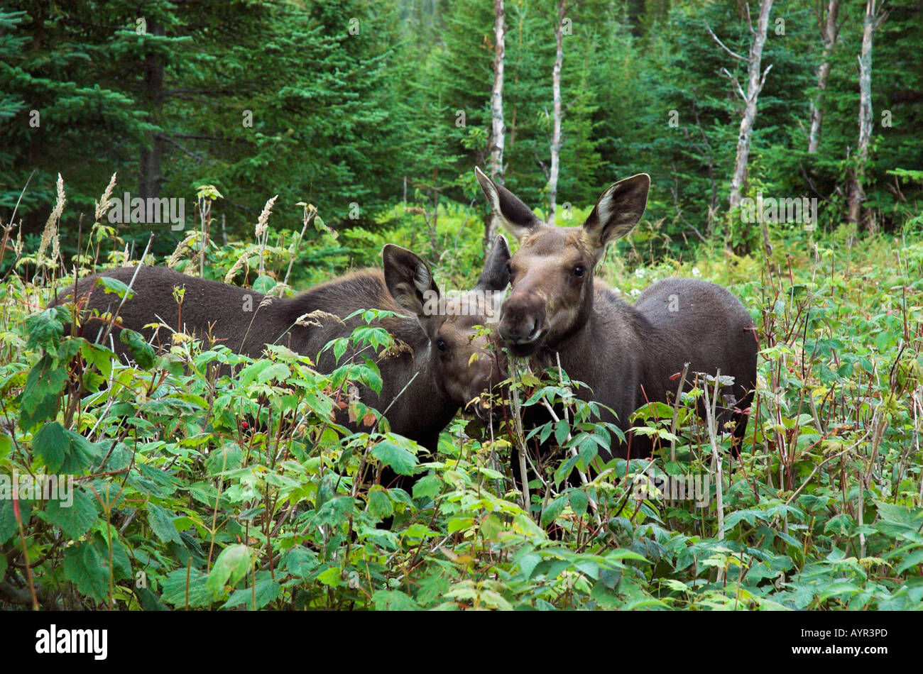 Two young moose calves in Gaspesie National Park, Quebec Stock Photo