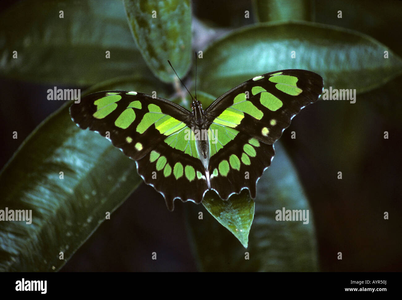 Malachite Butterfly (Siproeta stelenes biplagiata), Costa Rica, Central America Stock Photo