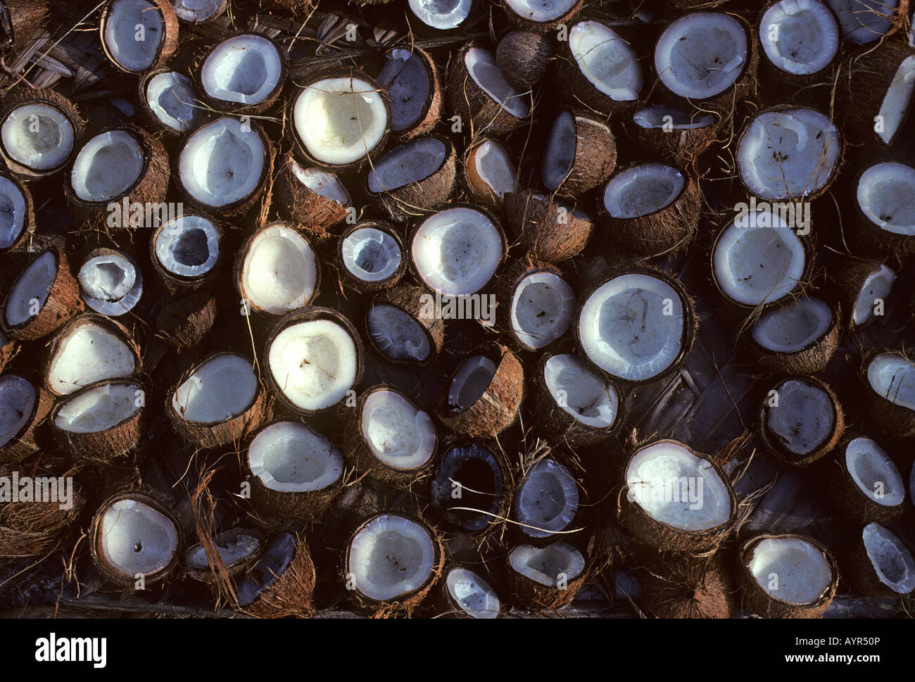 Cracked-open coconuts (Cocos nucifera) used in the production of copra on Bangaram Island, Lakshadweep, India Stock Photo