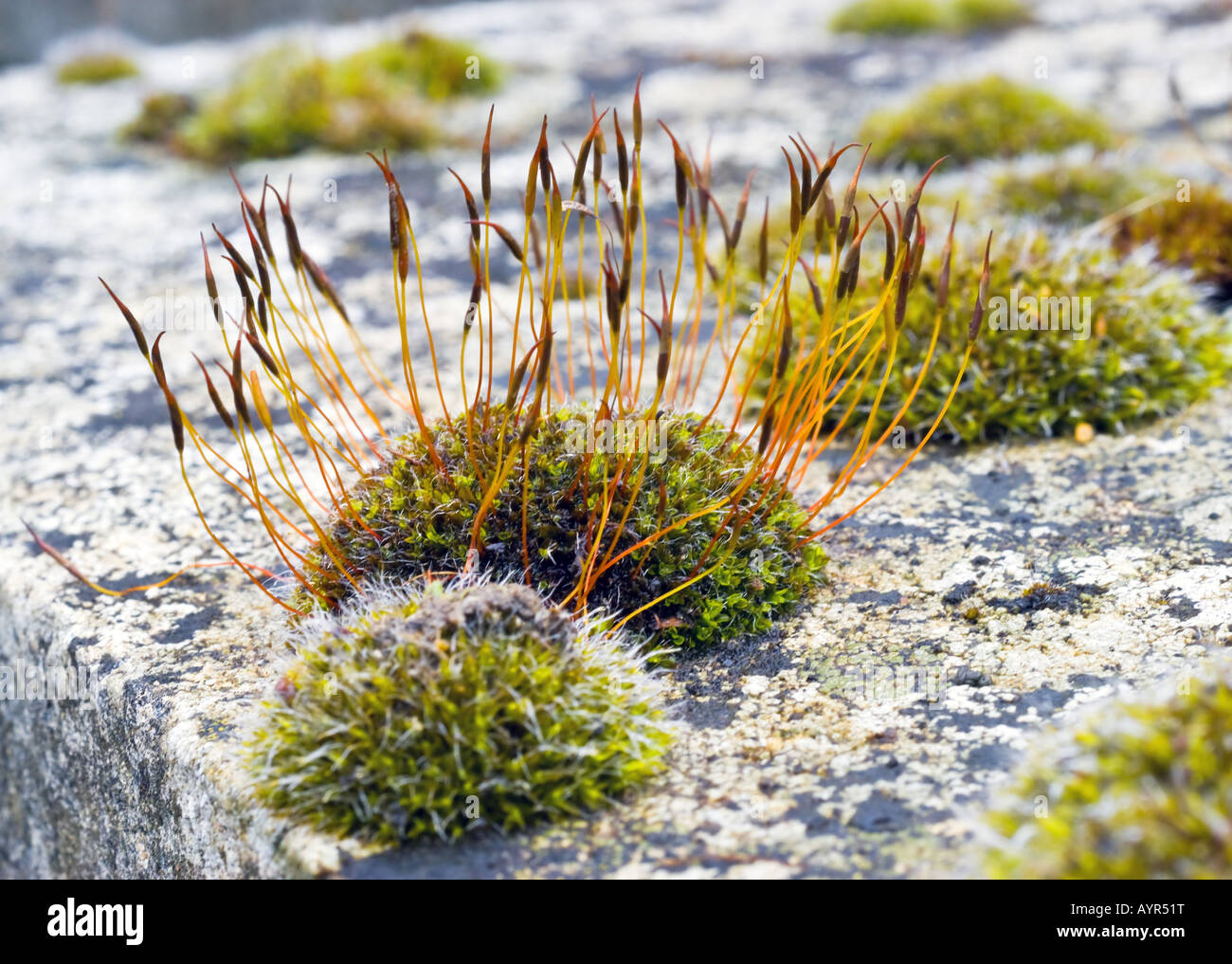 Common moss on wall with sporophytes Stock Photo