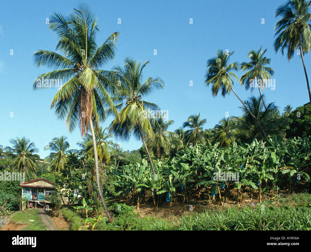 Banana Plantation in St Lucia Caribbean Stock Photo