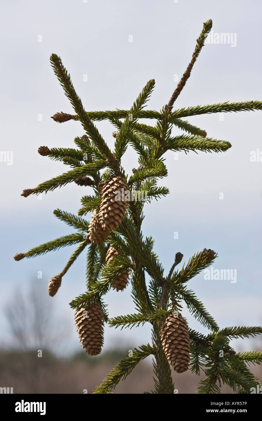 Picea abies tree branch with needles and cones on blue sky background in park Ohio USA  vertical hi-res Stock Photo