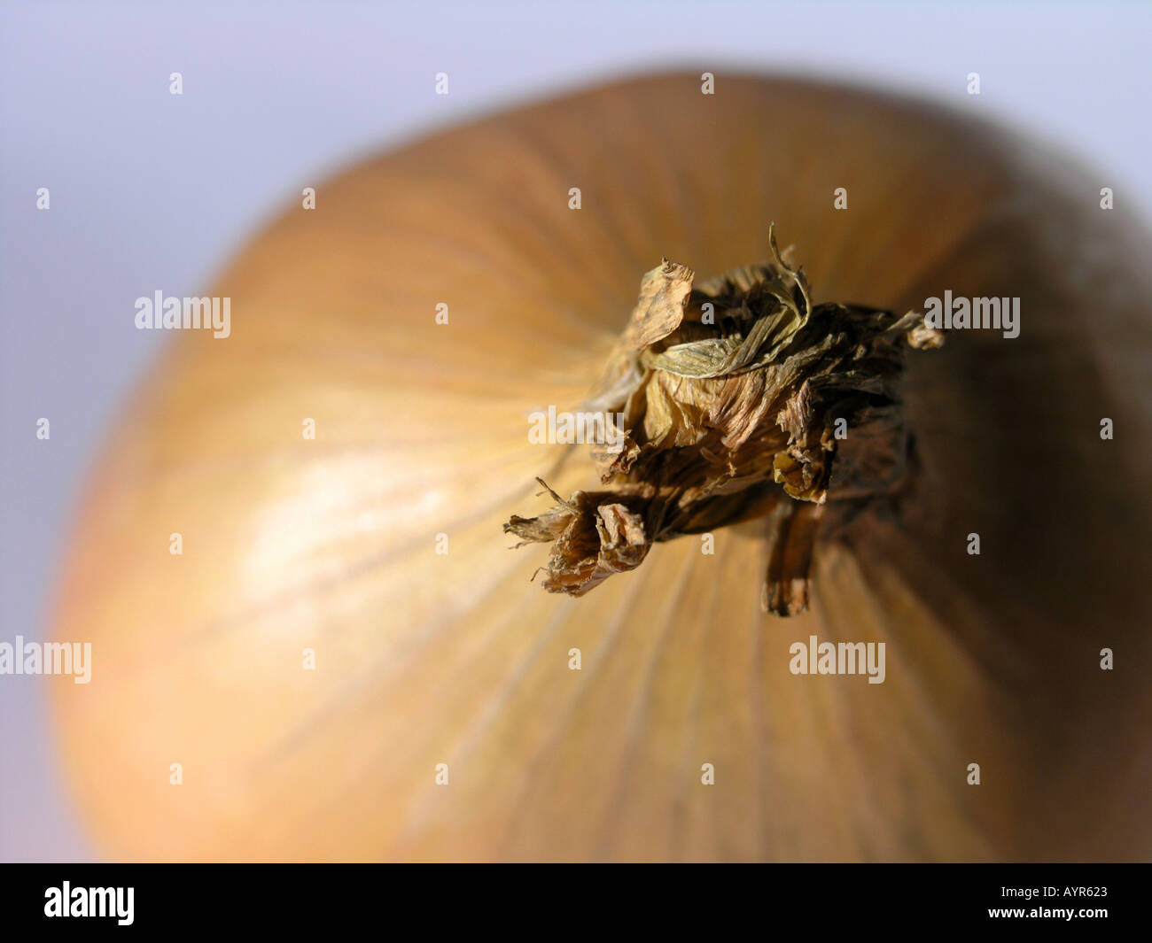 Onion skin paper hi-res stock photography and images - Alamy