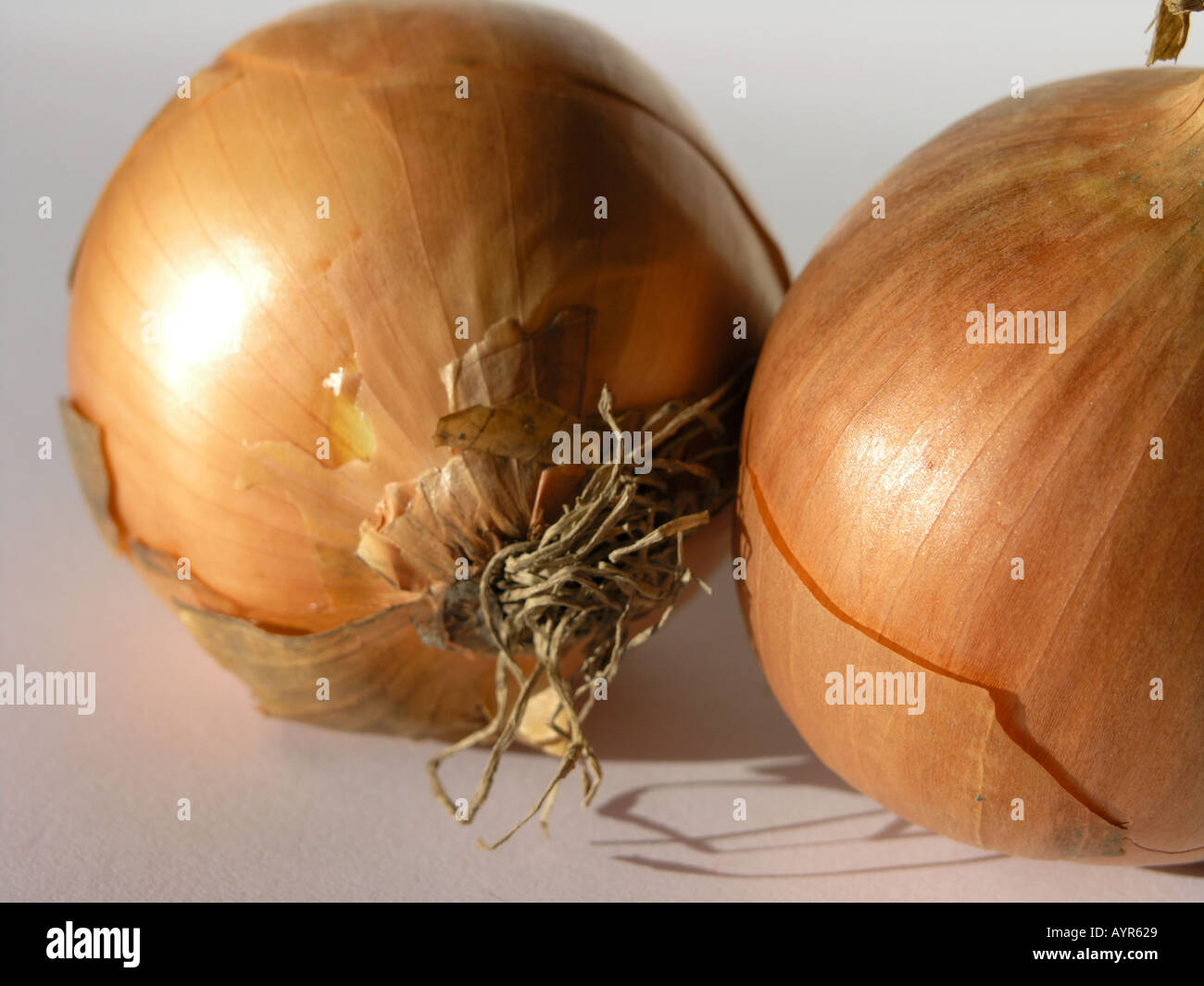 Two onions with brown skins Stock Photo