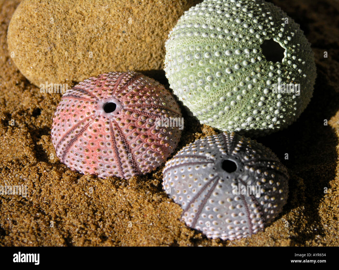 Three Pink Green Purple Sea Urchins Called Echinoidea Shells