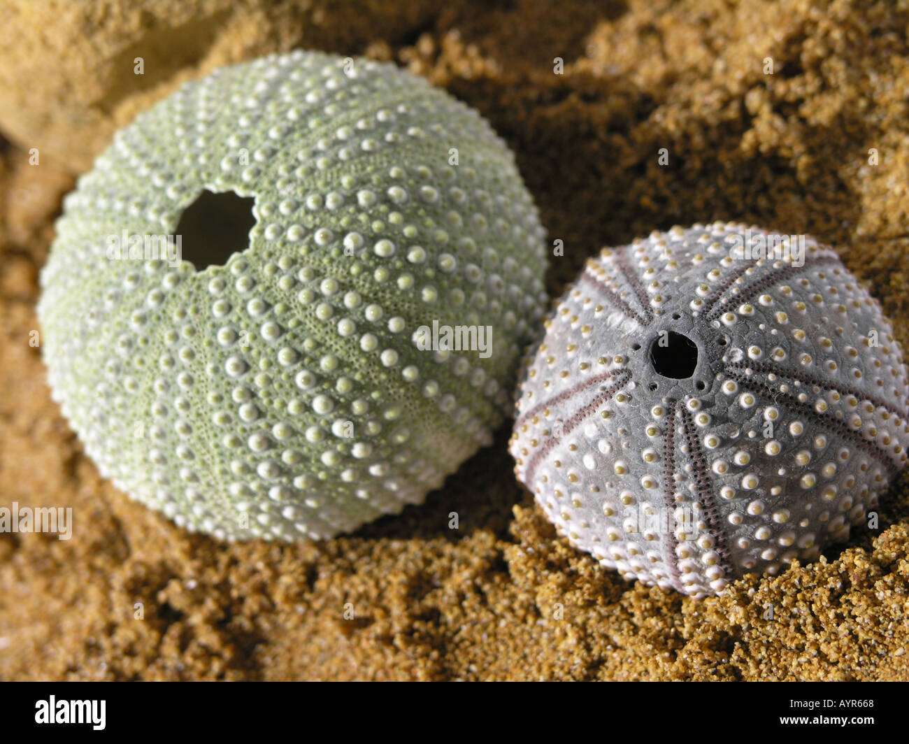 2 Echinoidea sea urchins Stock Photo