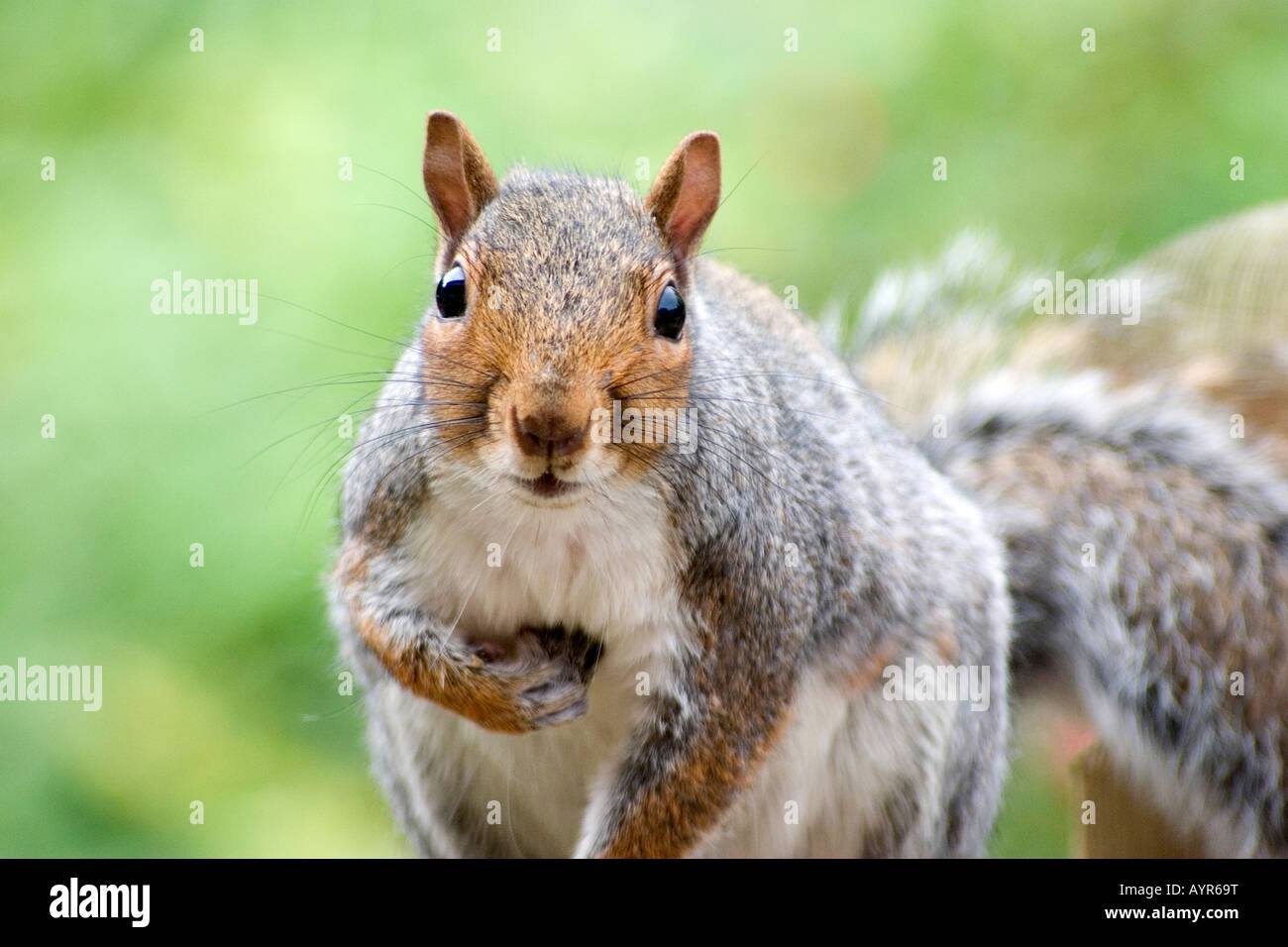 Squirrel on a garden wall Stock Photo - Alamy