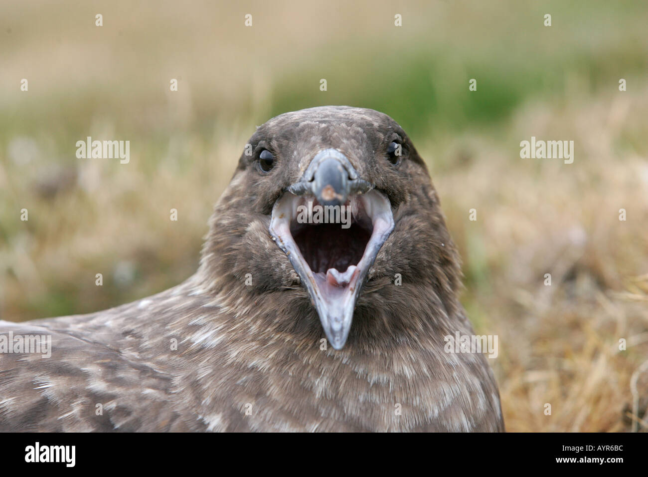 GREAT SKUA Stercorarius Skua Stock Photo - Alamy