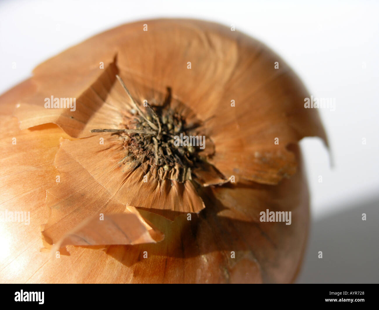 One large whole onion with brown peeling skin Stock Photo