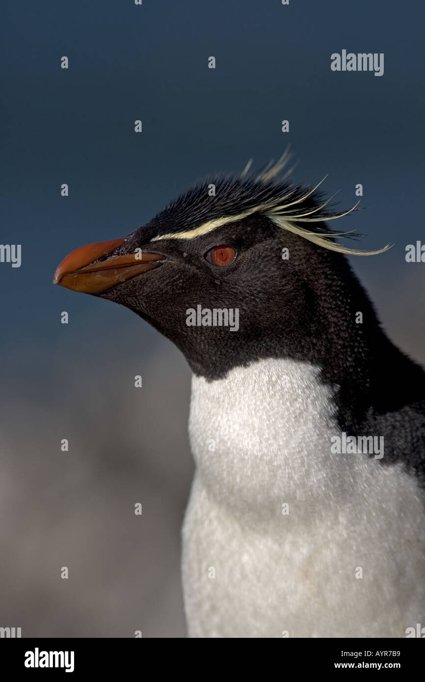 ROCKHOPPER PENGUIN Eudyptes chrysocome Stock Photo