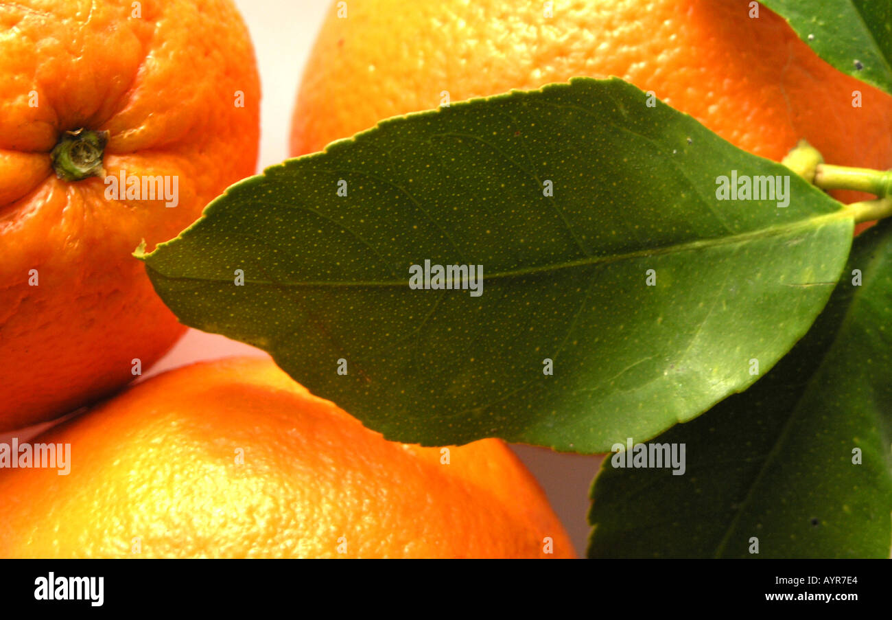 Three Oranges Stock Photo