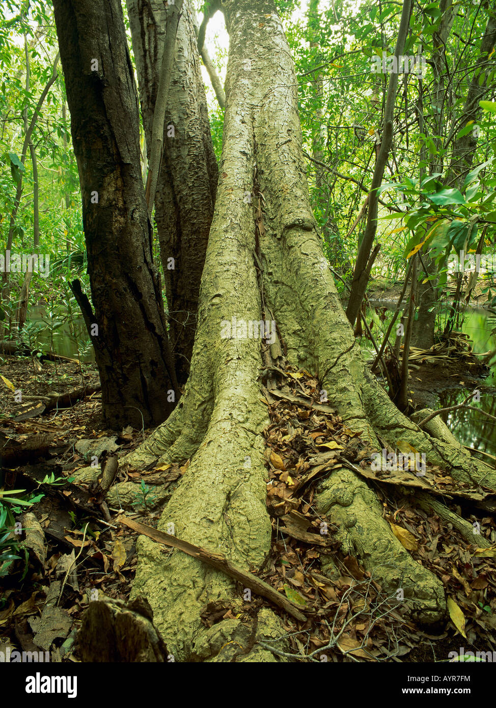 Trees in a monsoon rainforest in Gunlom Creek Kakadu National Park Northern Territory Australia Stock Photo
