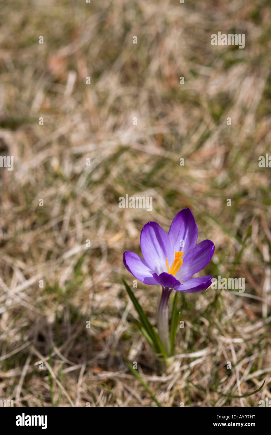 Purple crocus flower early Spring in the public park blurred blurry background close up overhead from above nobody in USA US hi-res Stock Photo